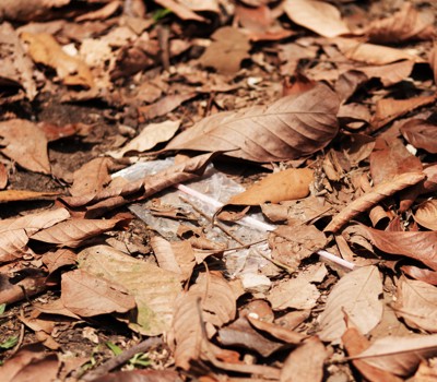 Understand bird nesting