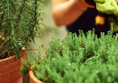 Home and gardening