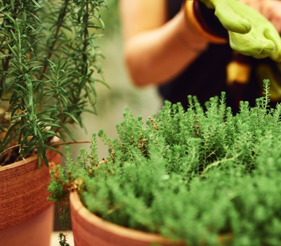 Home and gardening