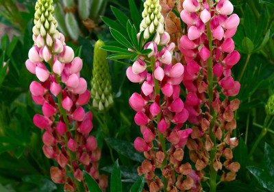 Tackling lupins
