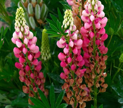 Tackling lupins