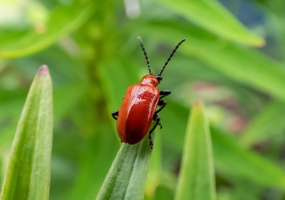 Managing lily beetles 
