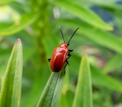 Managing lily beetles 
