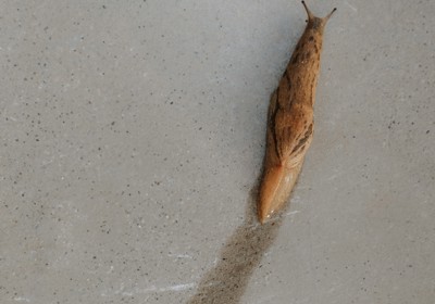 Dealing with slugs 
