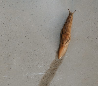 Dealing with slugs 