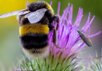 Bees and your garden 
