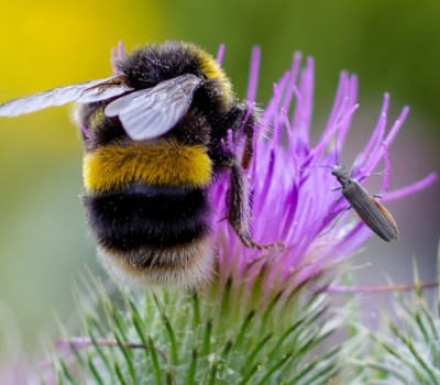 Bees and your garden 