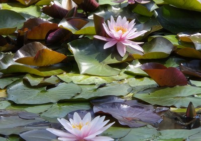 Planting waterlilies