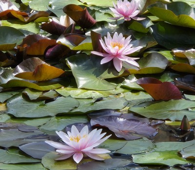 Planting waterlilies